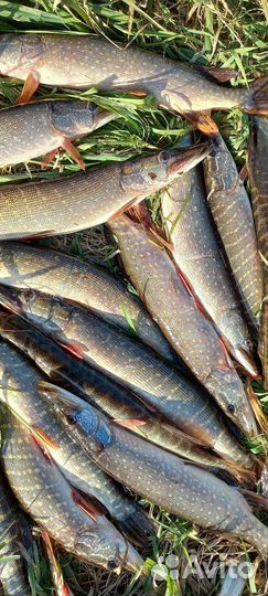 Живая рыба Карась, Щука