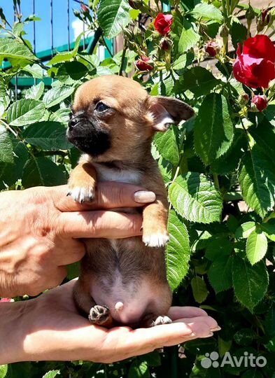 Щенки Чихуахуа
