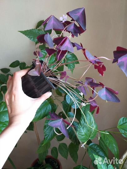 Кислица оксалис фиолетовый