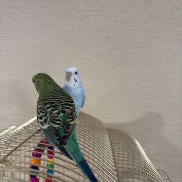Волнистый попугай с клеткой