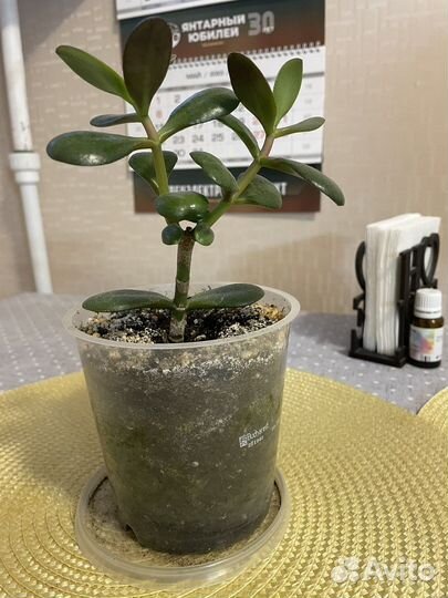 Толстянка-денежное дерево