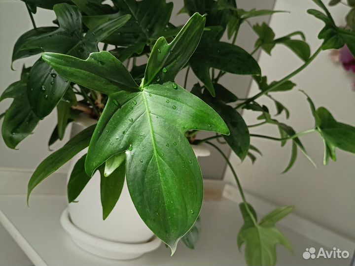 Филодендрон гитаровидный