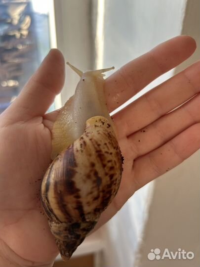 Улитки ахатины