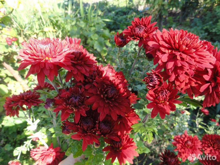 Хризантема корейская и мультифлора