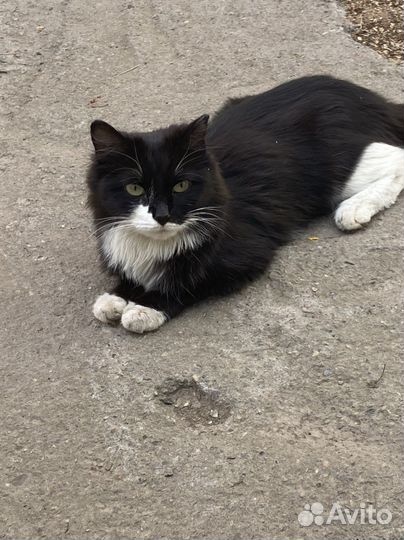 Норвежская лесная