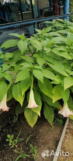 Бругмансия