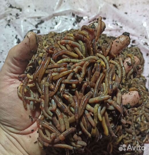 Червь дендробена