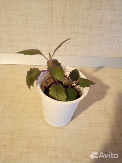 Комнатные цветы