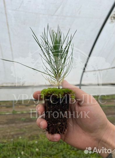 Лиственница Сибирская с зкс сеянцы