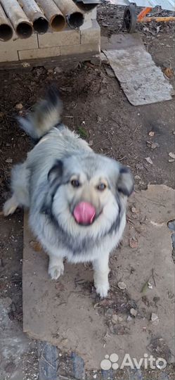 Сестрички добрые, заботливые руки