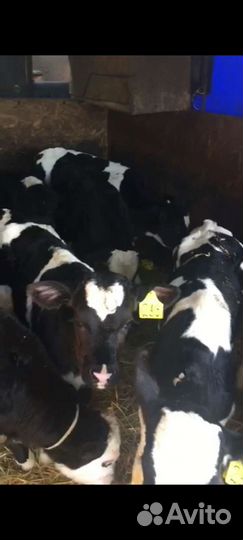 Продаем бычки