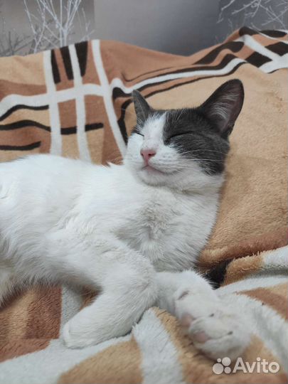 Красивая и умная кошечка в добрые руки