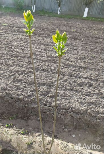 Садовые растения