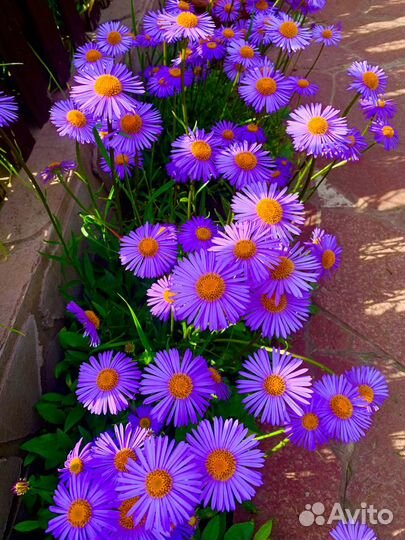 Астры,купена, злаки, молочай, дицентра