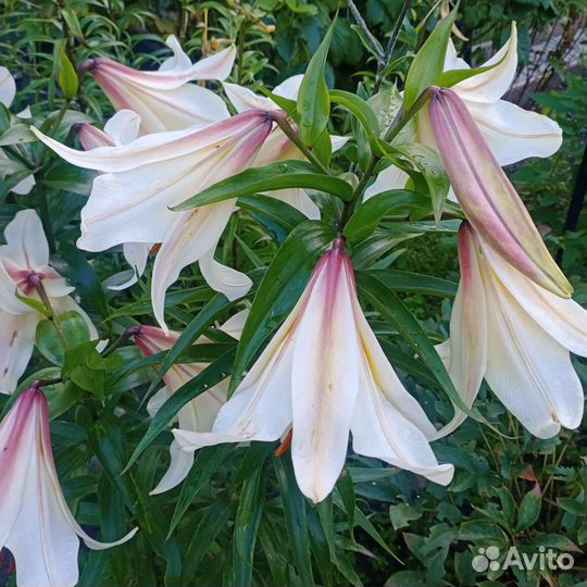 Лилия садовая