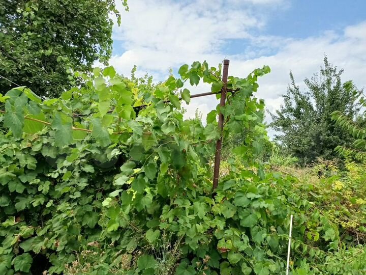 Дом 55,9 м² на участке 4 сот.