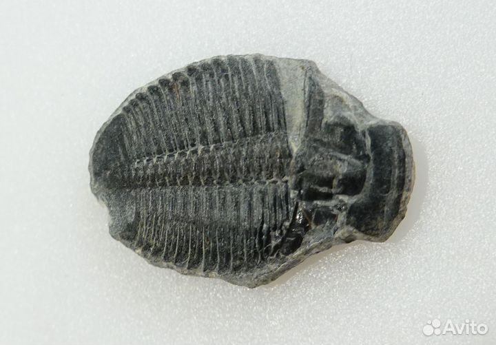 Коллекционный трилобит окаменелость ископаемое