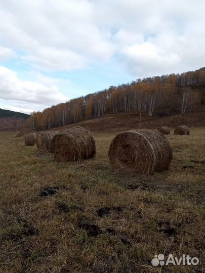 Сено, солома, зелёнка