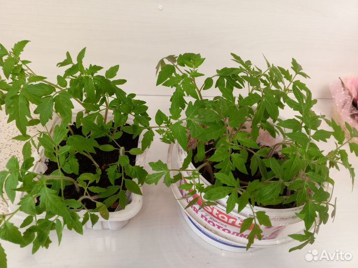 Рассада сладкого болгарского перца и помидор