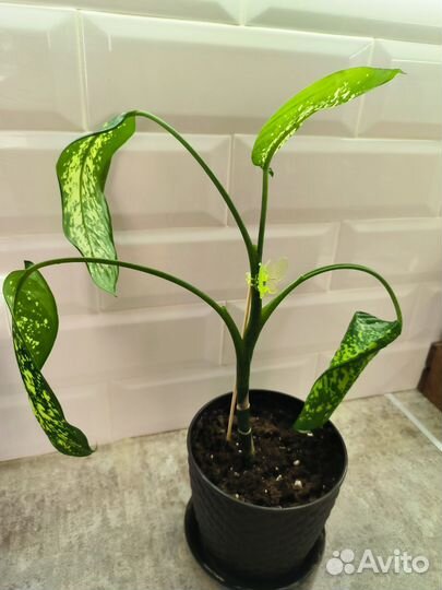 Диффенбахия, толстянка