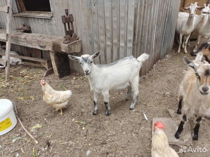 Продам 2х месячных козлят