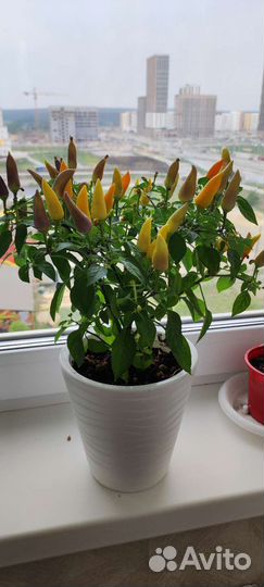 Перец комнатный острый