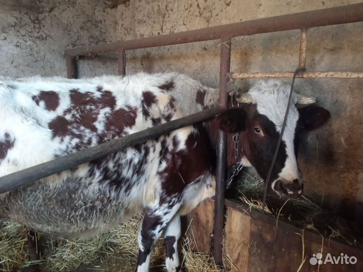 Продам корову 7месяцев стельности