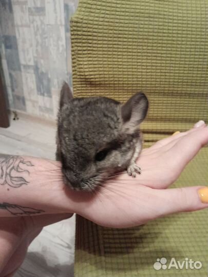 Шиншиллы стандарт