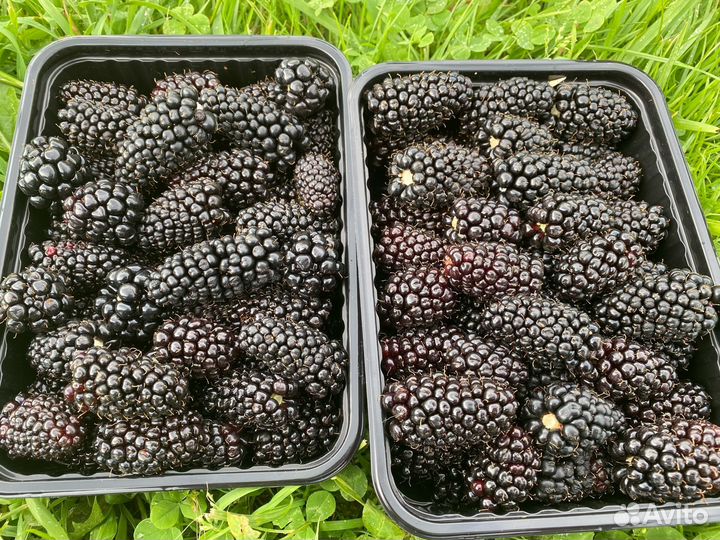 Саженцы ежевики Карака блек