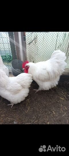 Инкубационное яйцо Орпингтон