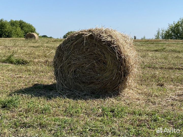 Сено эспарцет. Самовывоз