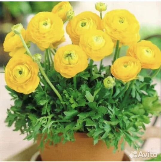 Ранункулюс луковицы