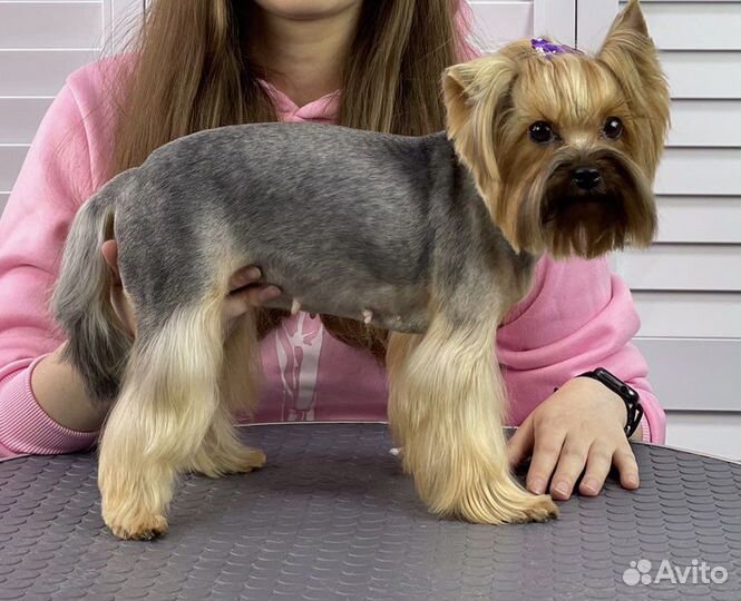 Груминг Стрижка собак Экспресс линька