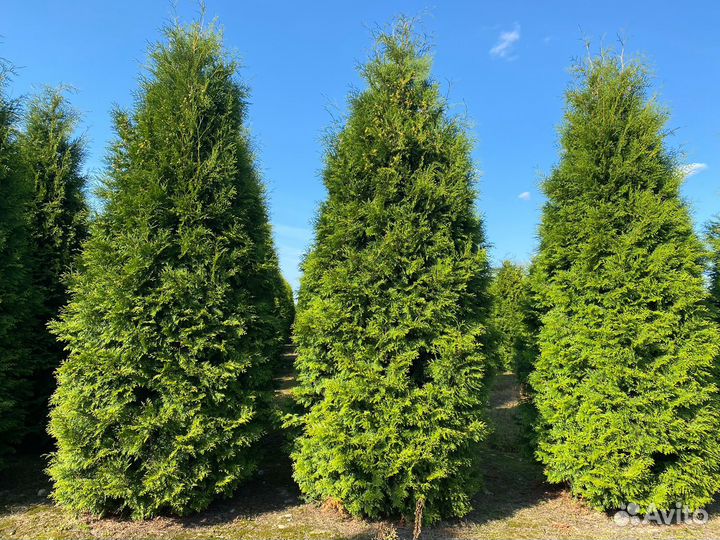 Туя западная 