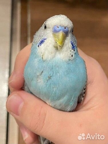 Волнистый попугай