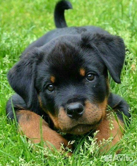 Передержка собак