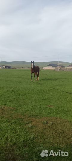 Лошади на Продажу