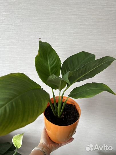 Спатифиллум