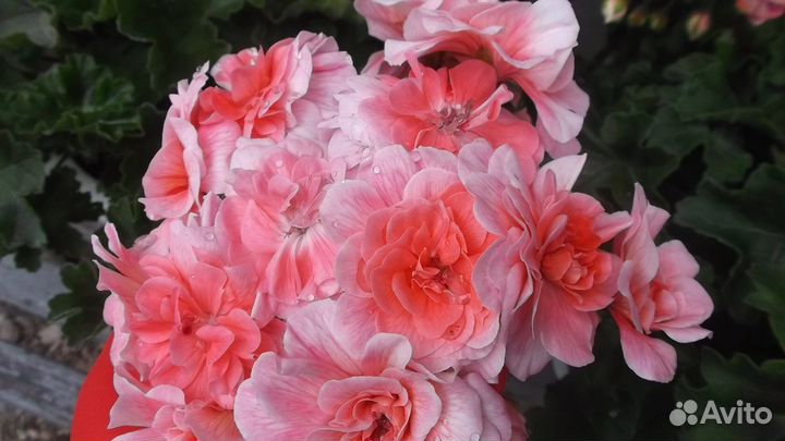 Пеларгония Cara Rosa
