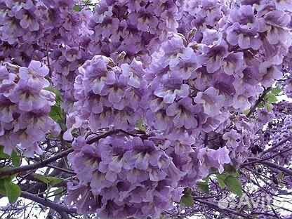 Редкие растения