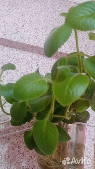 Плектрантус ароматный илиКомнатная мята