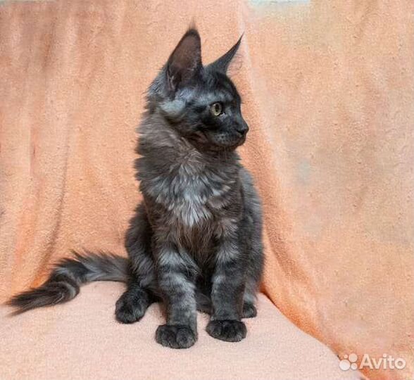 Котенок мейн-кун