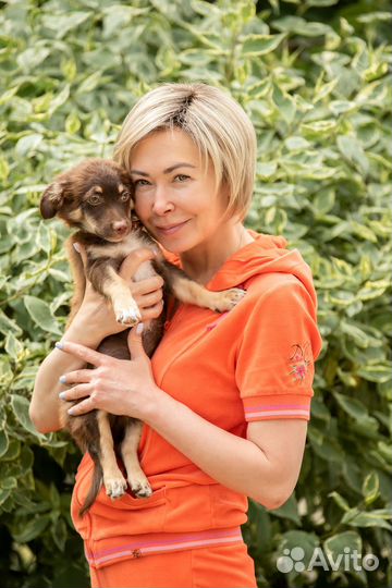 Щенок в добрые руки маленькой собаки