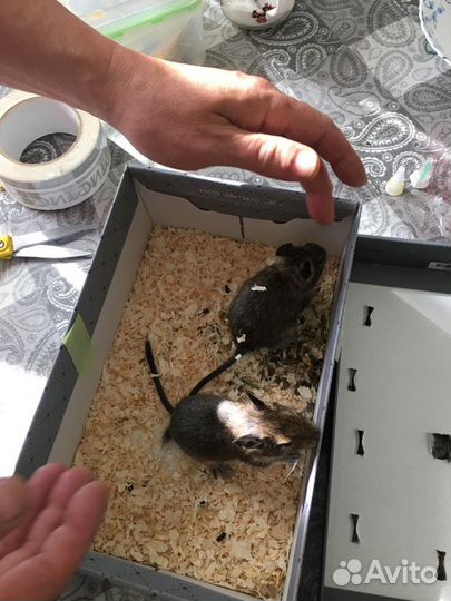 Чилийские бельчата Дегу 60 дней