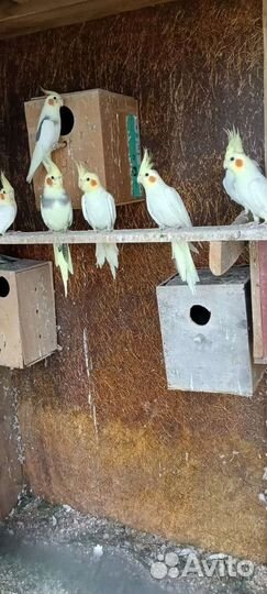 Попугай карелла ручной