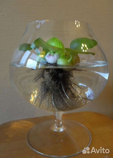 Эйхорния (водный геоцинт)