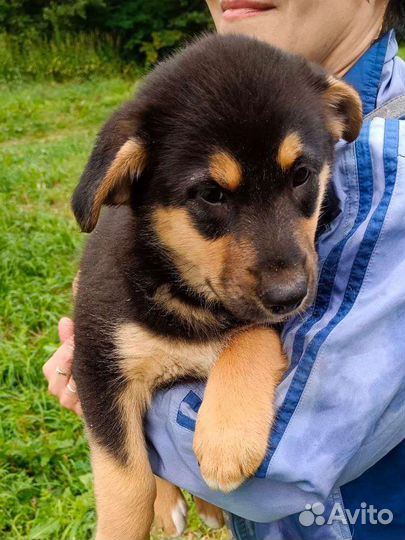 Щенок девочка в добрые руки