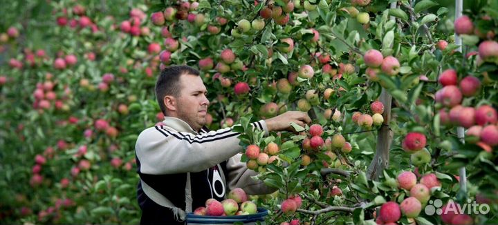 Сборщик на вахту