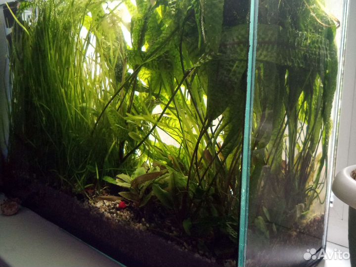 Аквариум травник