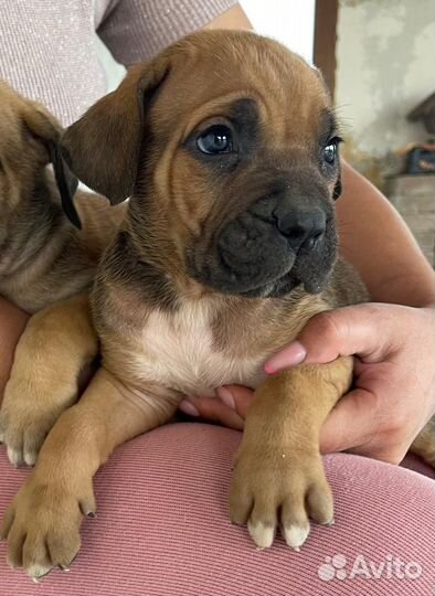 Щенки кане корсо